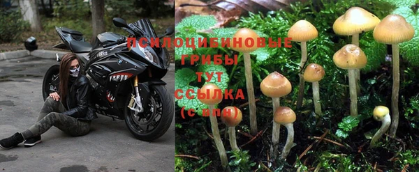 СК Зерноград